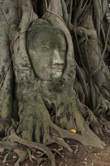 Buddha head in tree in Ayuthaya province Thailand.