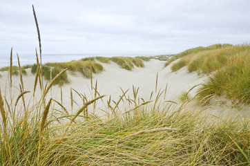 Coastal Sand Dunes of Oregon