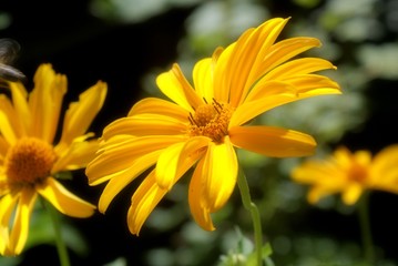 a Beautifull Yellow flower