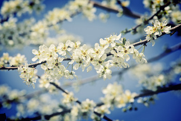 cherry blossom flower