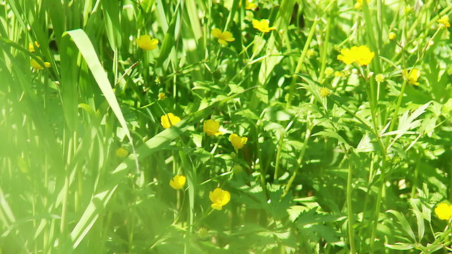 flowers buttercups