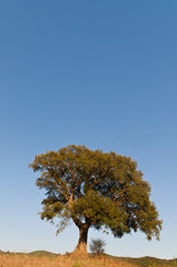 Obraz premium sughera in Toscana