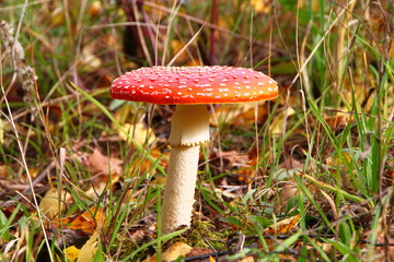 Гриб мухомор
