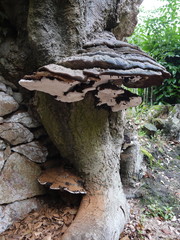 large tree fungus