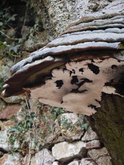 trunk fungi