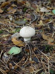 lone fungus