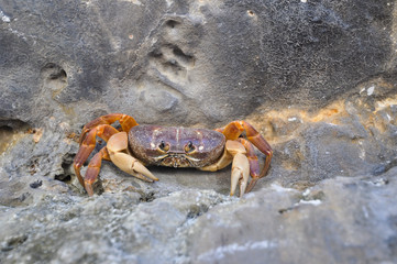 Maya Bay Krabbe