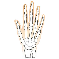 Human Hand Bones