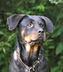 Puppy of breed a Rottweiler