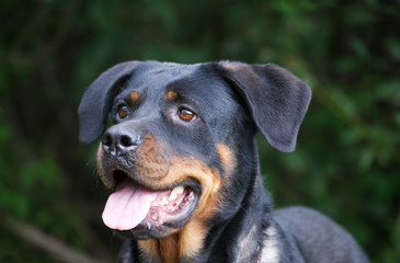Puppy of breed a Rottweiler