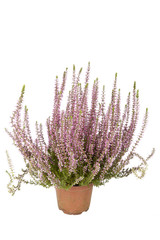 Heidekraut Calluna Vulgaris im Topf