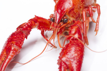 Red crayfish