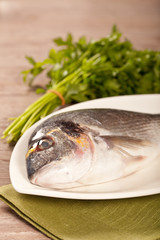 Fresh gilthead