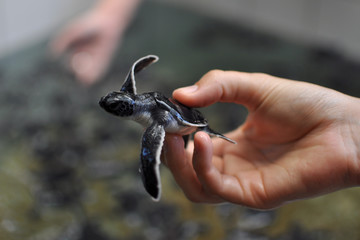 Bebe tortue elevage