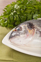 Fresh gilthead