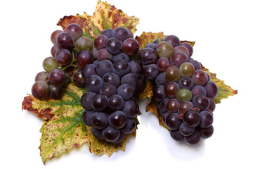 Dark grapes on leaves