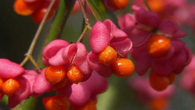 Gew&ouml;hnliche Spindelstrauch - Euonymus europaeus