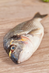 Fresh gilthead