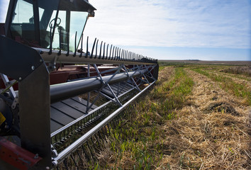 Fototapeta premium Swather