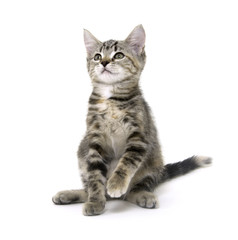 Cute tabby kitten on white background