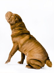 Obraz premium shar pei dog