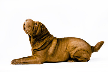 shar pei dog