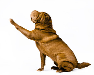 Obraz premium shar pei dog