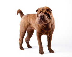 shar pei dog