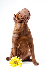 shar pei dog