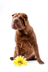 shar pei dog