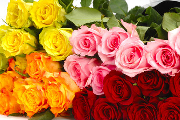 Farbige Rosen