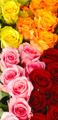 Farbige Rosen