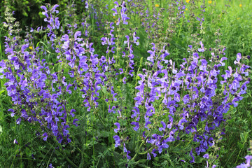 Wild sage