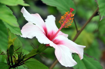 Beautiful white flower