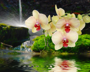 Orchideeauf Stein mit Wassertropfen