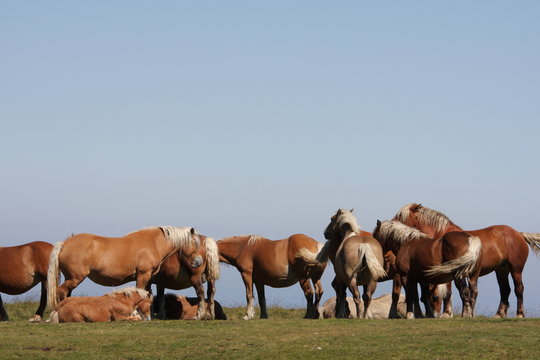 Chevaux Comtois,Pyrénées