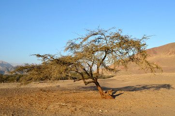 Lonely tree in the desert with mountains