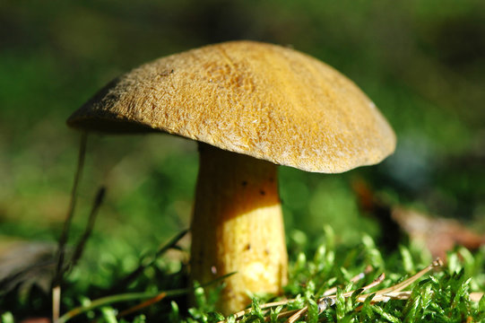 Velvet bolete mushroom (Suillus variegatus)