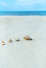 Sand Beach Sea and Shellfish