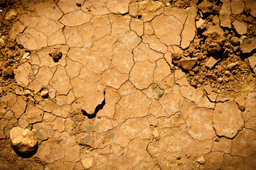 Cracked earth texture with plants