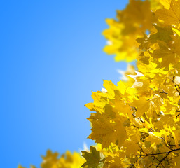 Autumn yellow leaves