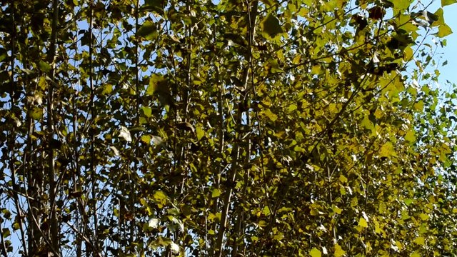 Populus zittert im Wind