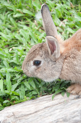 Little rabbit in the farm