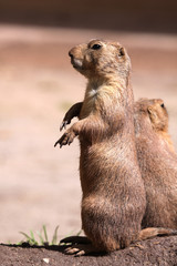 Black-Tailed Prairie Dog