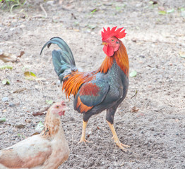 Thailand  colorful chicken
