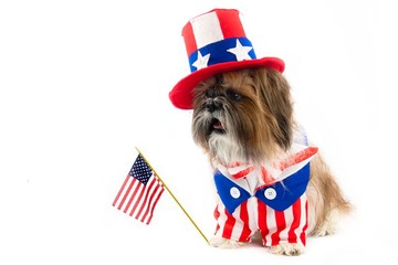 A Shih Tzu is dressed for the fourth of July.