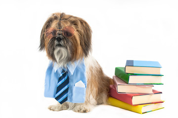 A Shih Tzu as a Teacher