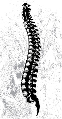 Abstract spinal cord vector