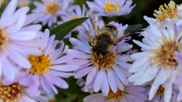 Bee on aster collecting honey