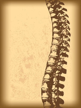 Spinal cord background vector